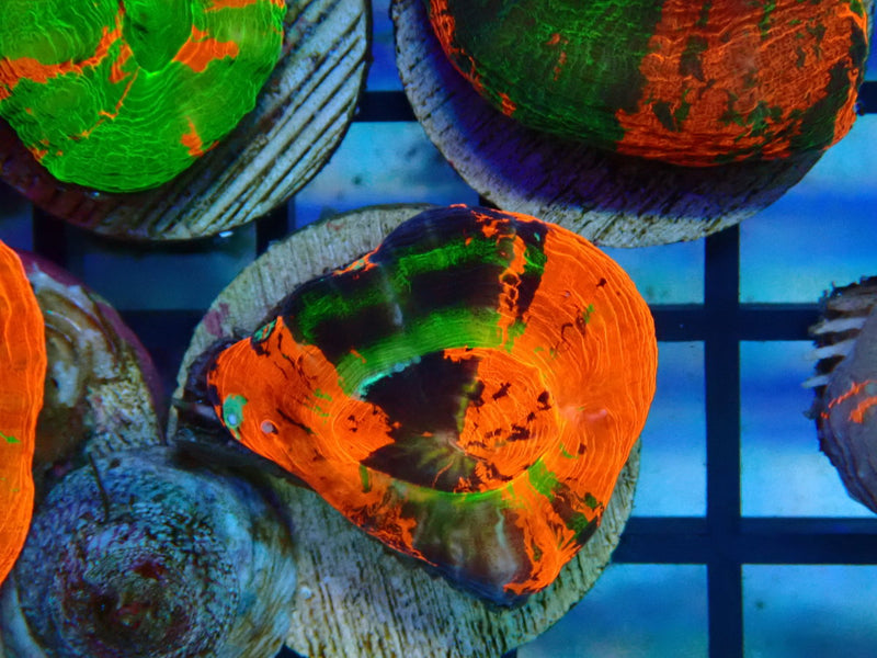 Monsoon Aquatics Unique Scoly Frag