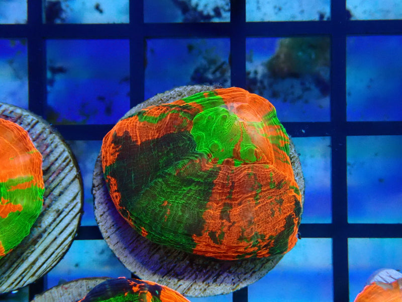 Monsoon Aquatics Unique Scoly Frag