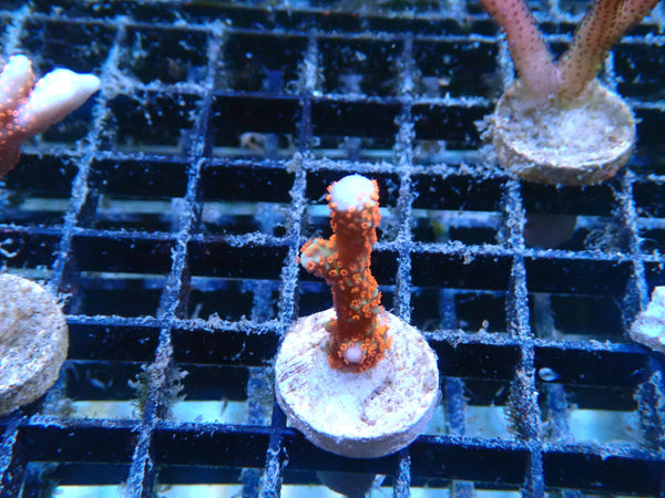 Bubblegum Digi small frag