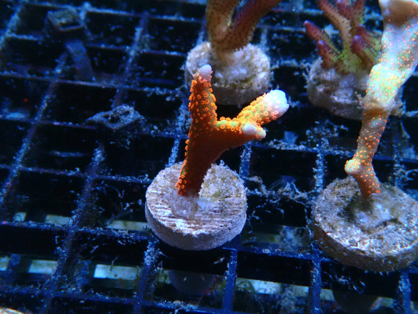 Bubblegum Digi small frag
