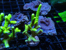 Anacropora Green Goblin Large Frag