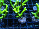 Anacropora Green Goblin Large Frag