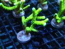 Anacropora Green Goblin Large Frag