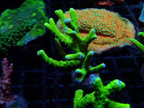 Anacropora Green Goblin Large Frag