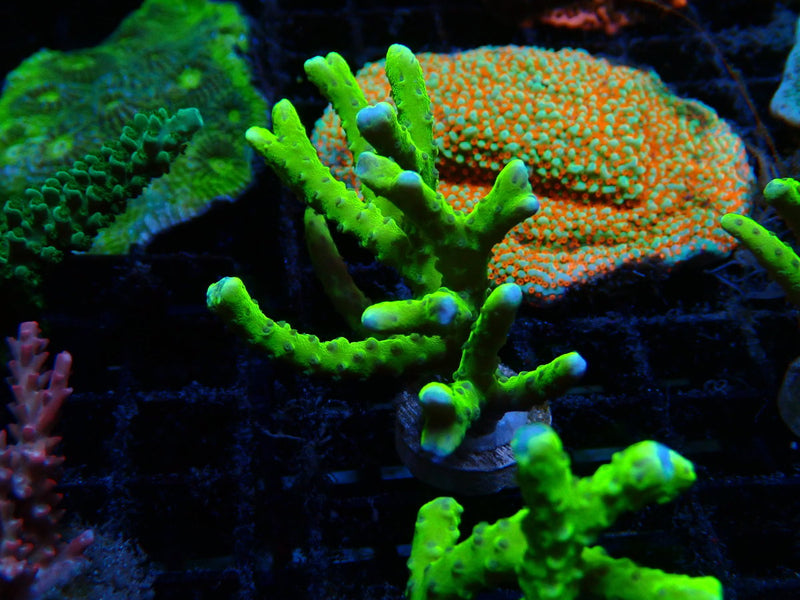 Anacropora Green Goblin Large Frag