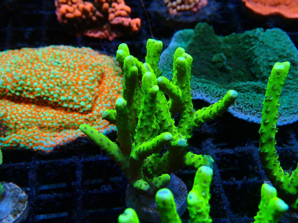 Anacropora Green Goblin Large Frag