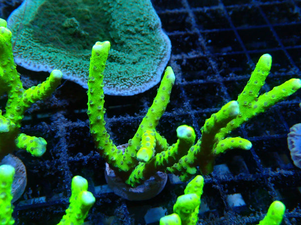Anacropora Green Goblin Large Frag