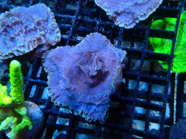 Sustainable Reefs Purple Monti Frag