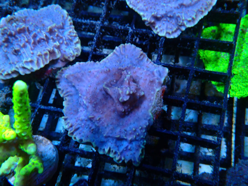 Sustainable Reefs Purple Monti Frag