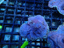 Sustainable Reefs Purple Monti Frag