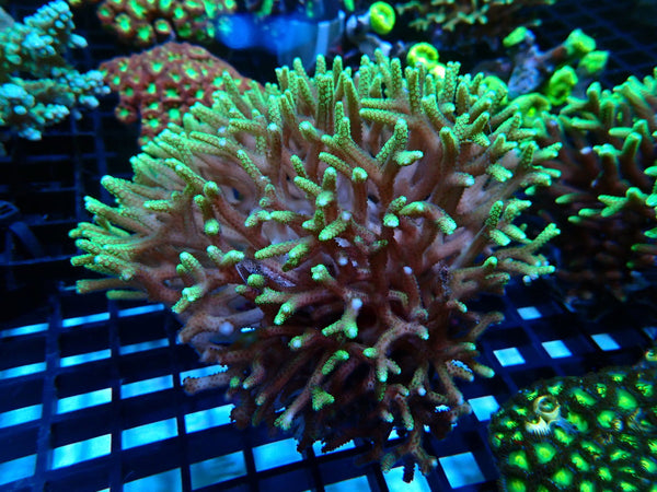 Birdsnest Coral Green Medium/lrg