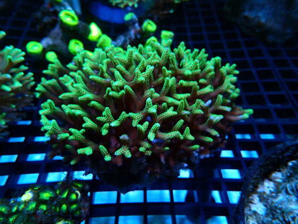 Birdsnest Coral Green Medium/lrg