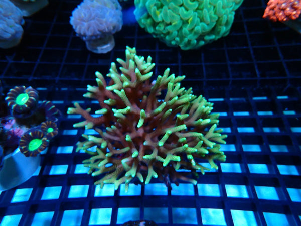 Birdsnest Coral Green small