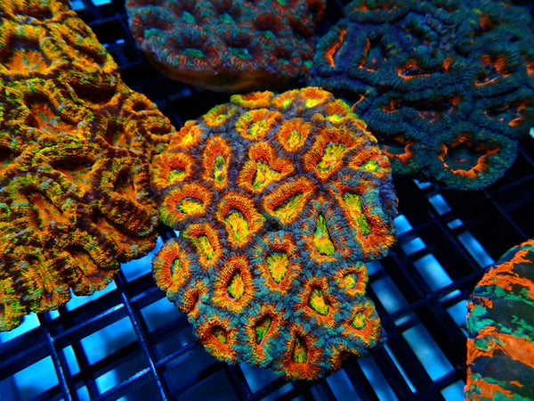 Rainbow Acan medium