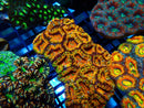 Rainbow Acan medium