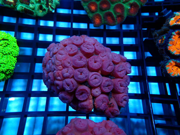 Sun Coral Medium