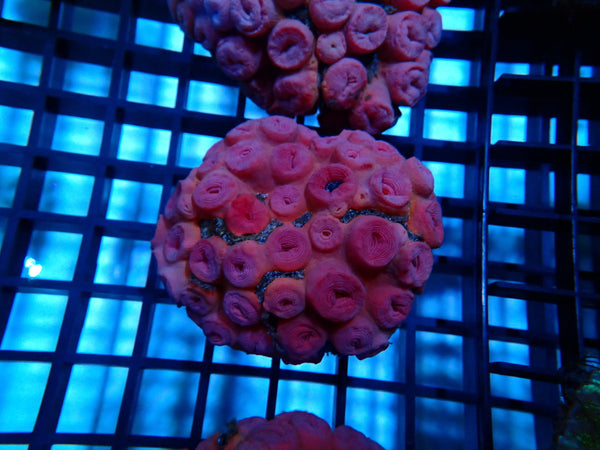 Sun Coral Medium