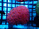 Sun Coral Medium