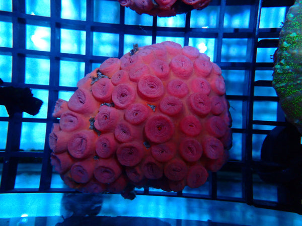 Sun Coral Medium