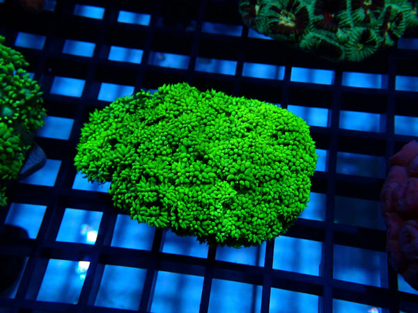 Goni Green small