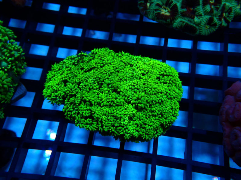 Goni Green small
