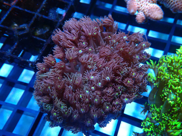 Goni Purple small