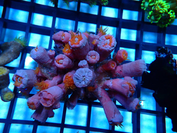 Dendrophyllia species