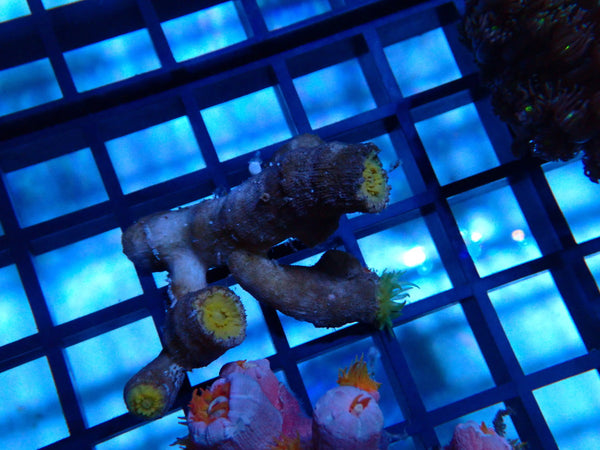 Dendrophyllia species Lemon