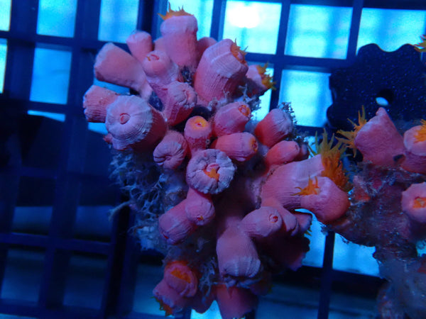 Dendrophyllia species