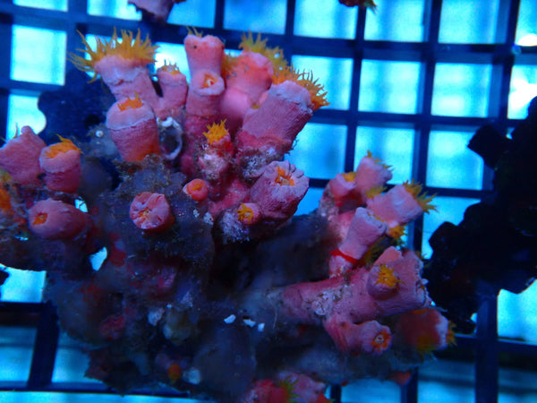 Dendrophyllia species