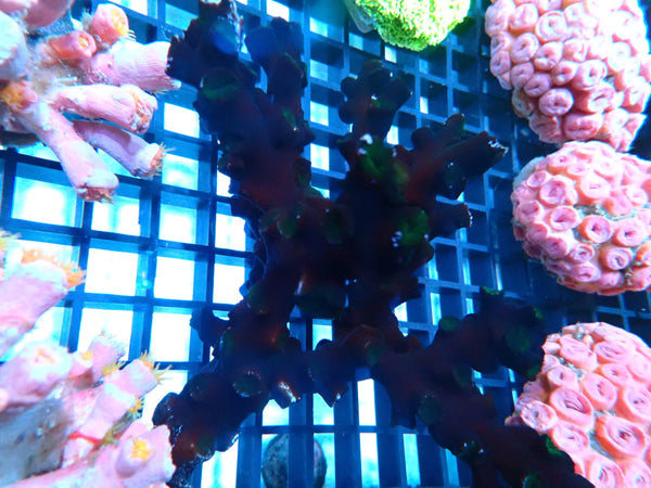 Tubastraea Micrantha Black Sun Coral