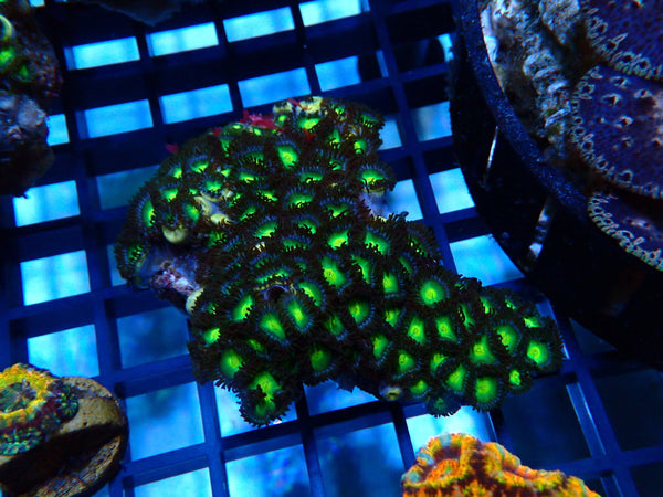 Green Zoa rock