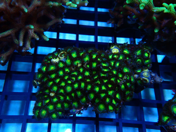 Green Zoa rock