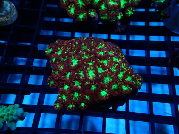 Blastomussa Merleti