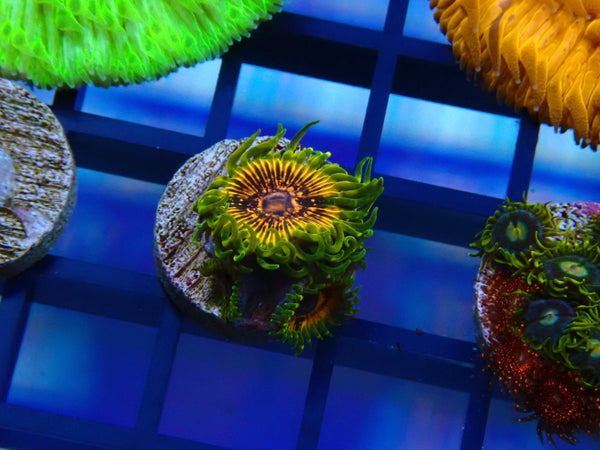Adonis Zoa (3 polyps)
