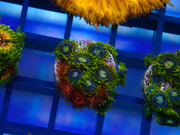Zoa Frag