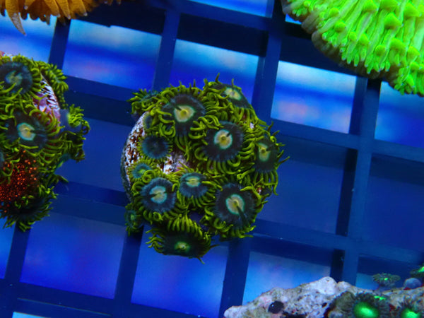 Zoa Frag