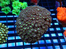 Goniopora Purple Medium