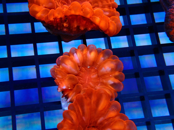 Red Cynarina small