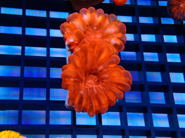 Red Cynarina small