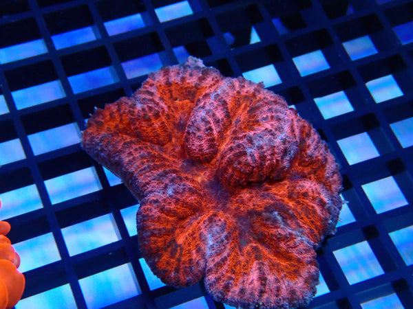 Lobo (Symphyllia) nice colour