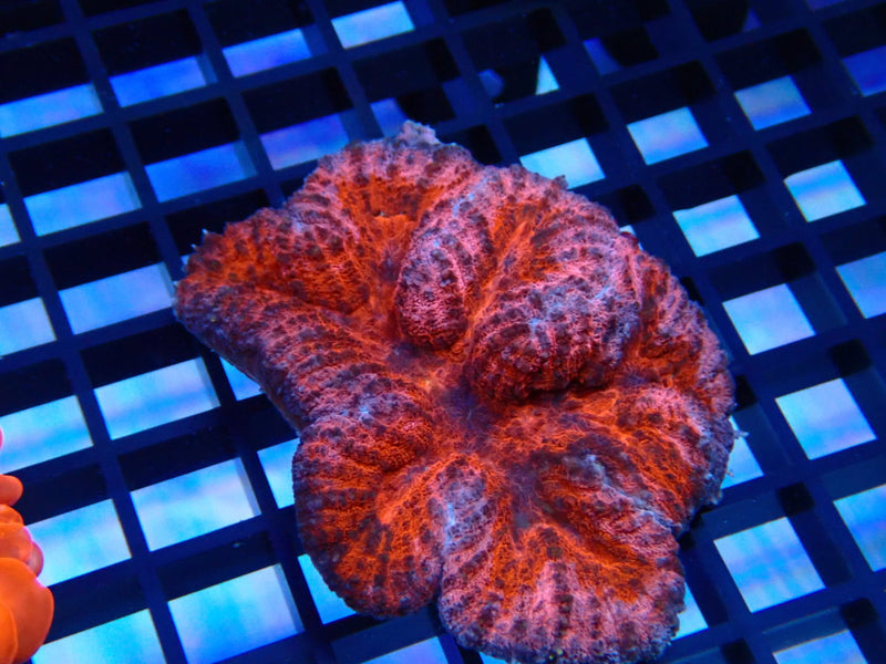 Lobo (Symphyllia) nice colour