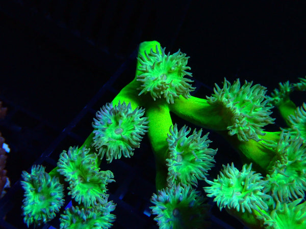 Duncanopsammia small
