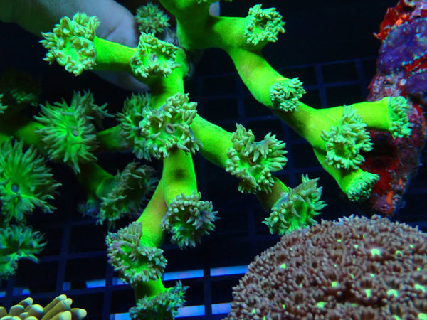 Duncanopsammia medium
