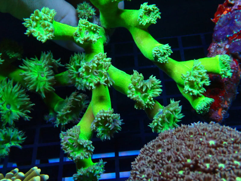 Duncanopsammia medium