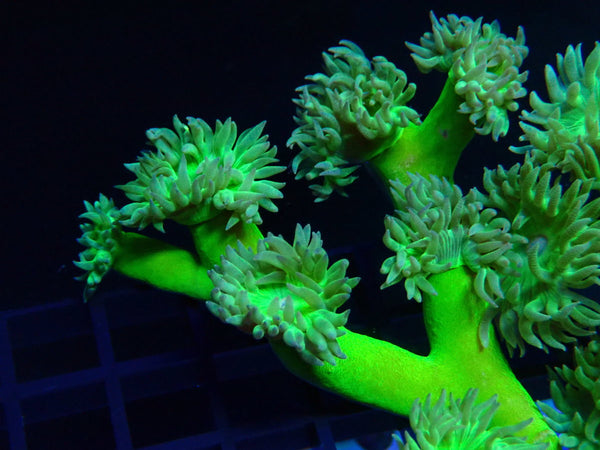 Duncanopsammia small