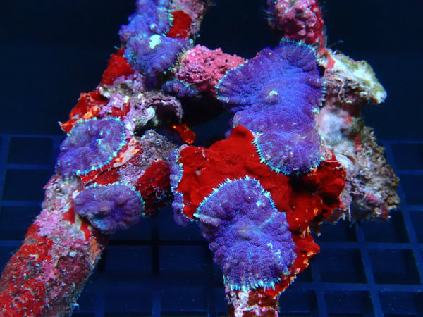 Purple Rhodactis Rock (10 Rhodactis)