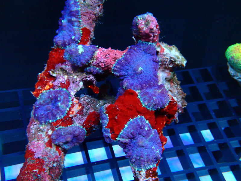 Purple Rhodactis Rock (10 Rhodactis)