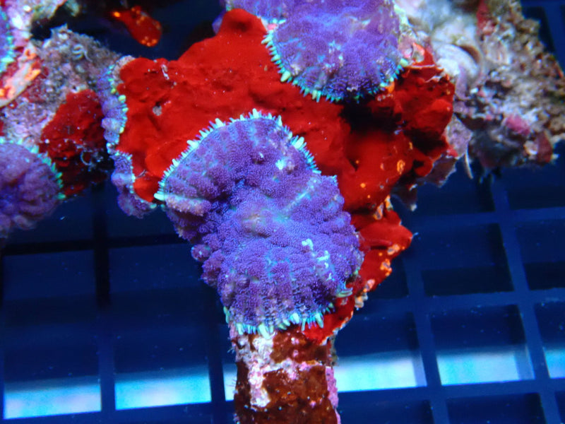 Purple Rhodactis Rock (10 Rhodactis)