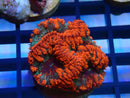 Monsoon Aquatics Signature Blastomussa Frag